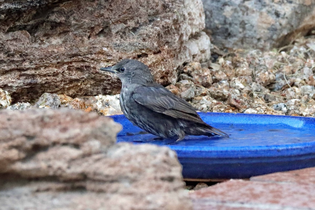 European Starling - Arthur Krasniewicz