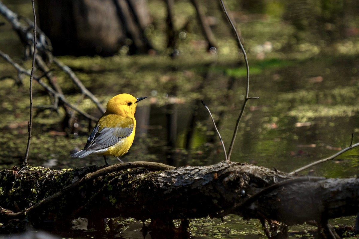 Prothonotary Warbler - Steven Szablowski