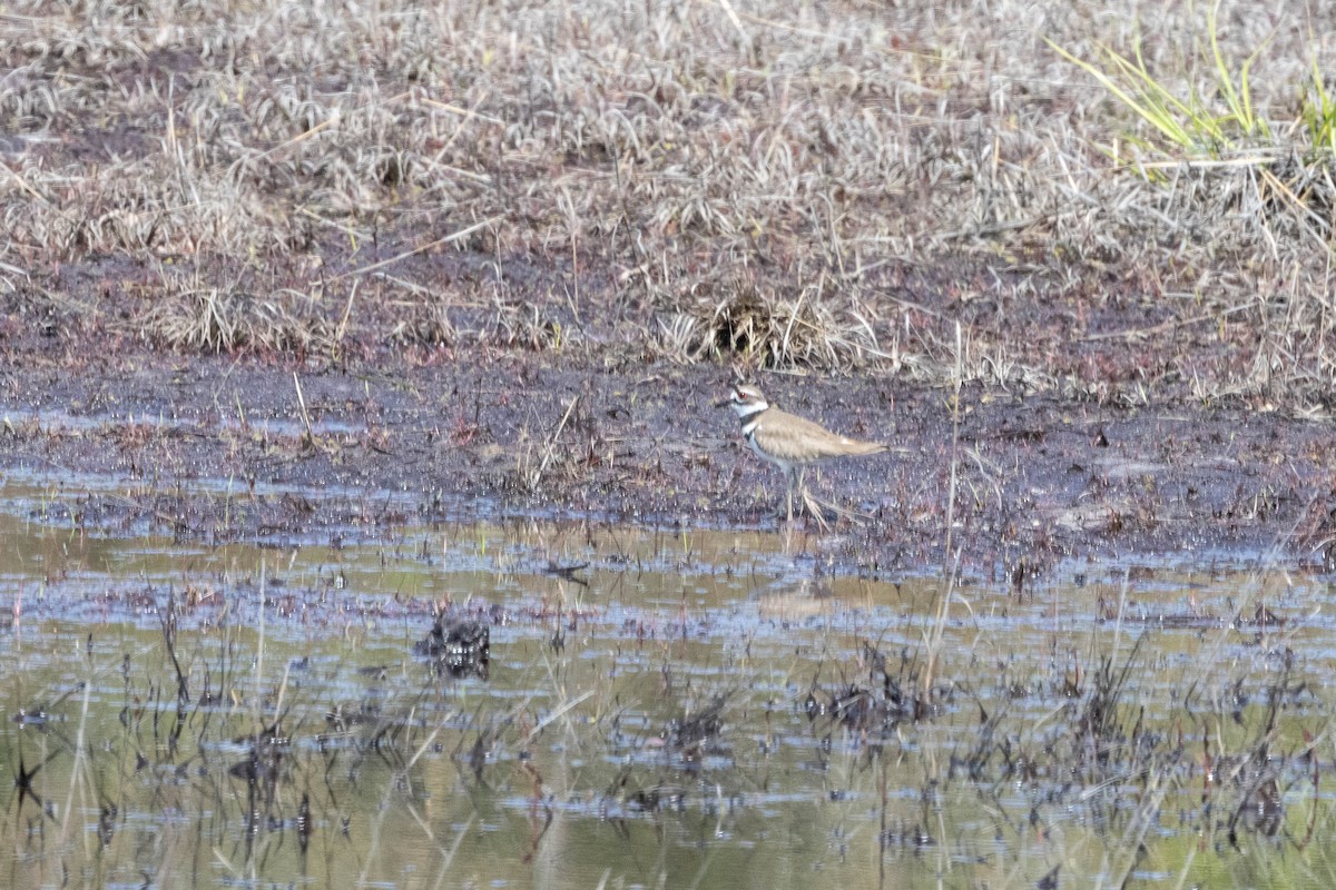 Killdeer - ML618287515