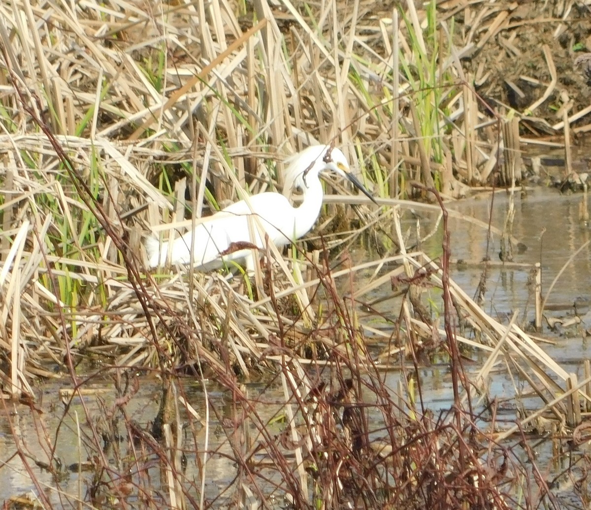 Snowy Egret - Laurie White