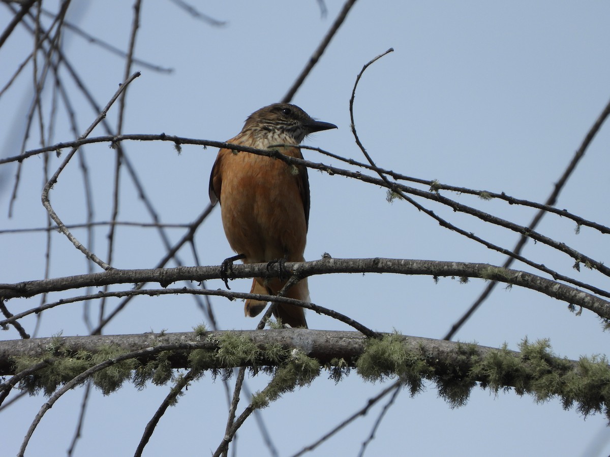 Streak-throated Bush-Tyrant - Narváez Meléndez