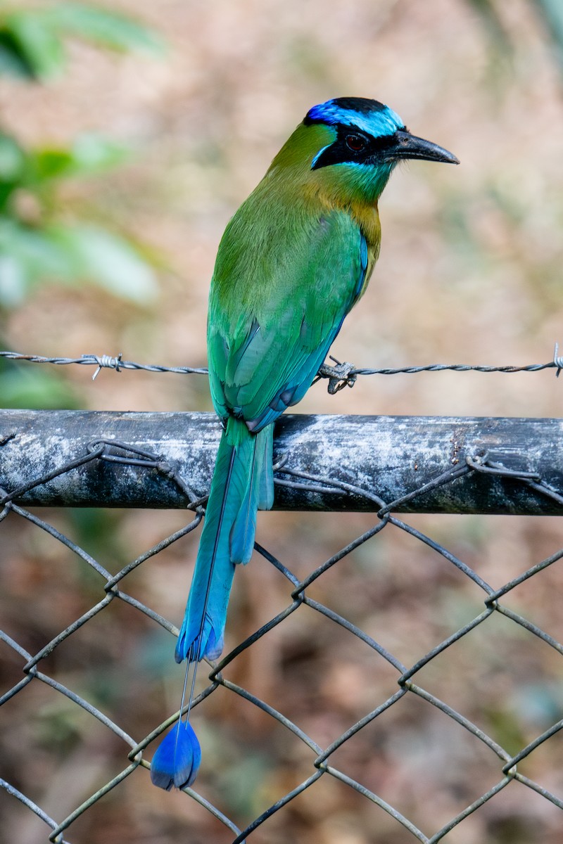 Lesson's Motmot - ML618287543