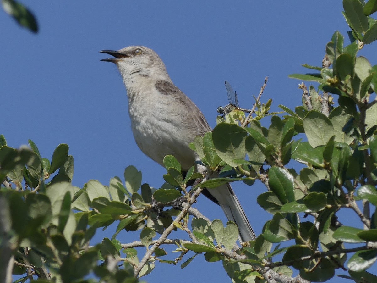 Northern Mockingbird - Alain Sylvain