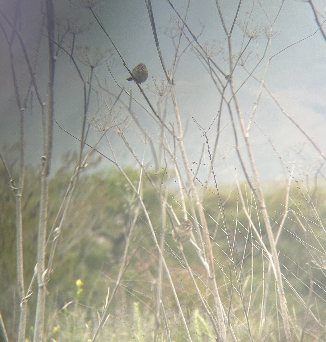 Rufous-crowned Sparrow - Johanna Alpert