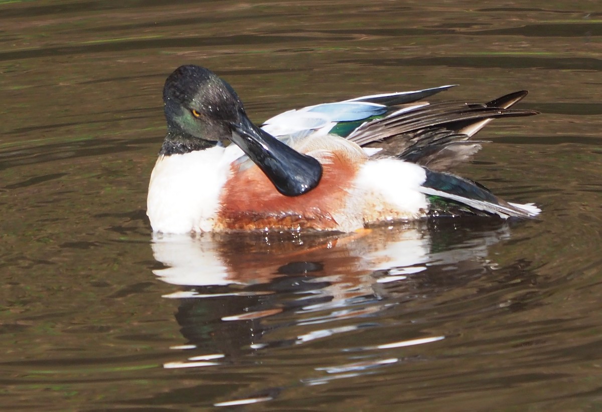 Northern Shoveler - ML618287563