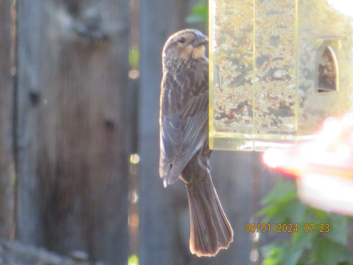 Red-winged Blackbird - Anonymous