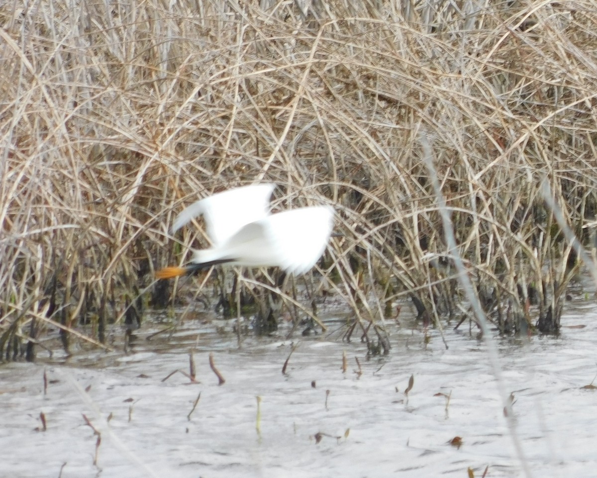 Snowy Egret - Laurie White