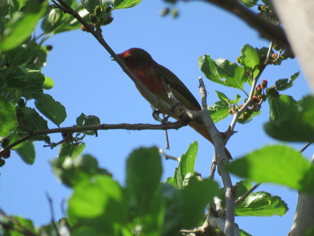 Summer Tanager - Jim Crites