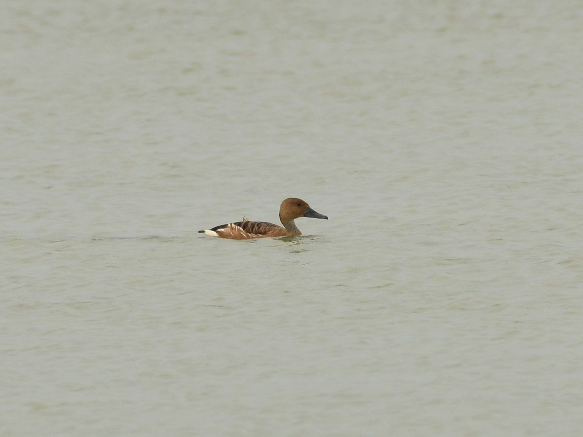 Fulvous Whistling-Duck - Kent Kleman