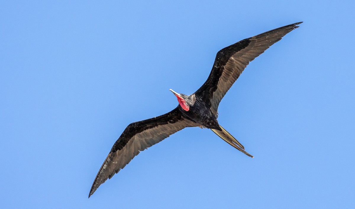 Magnificent Frigatebird - Peter Galvin