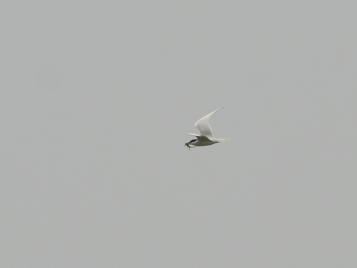 Gull-billed Tern - Kent Kleman