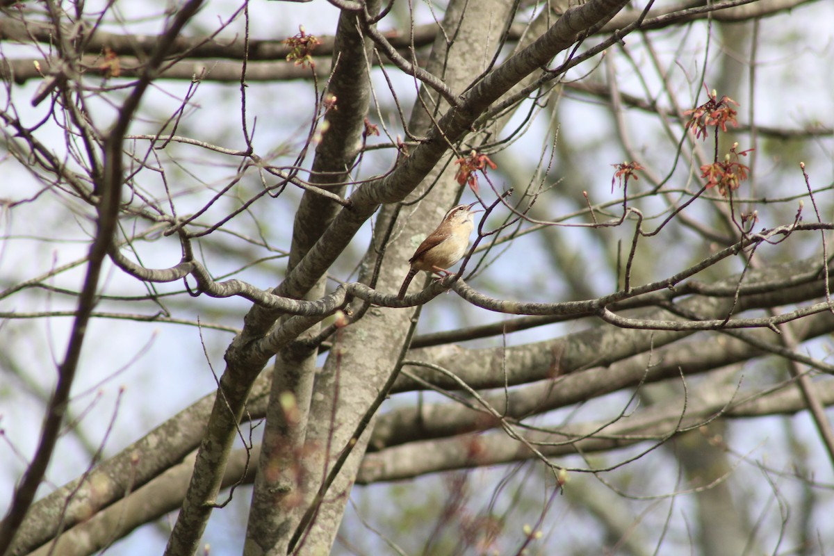 Carolina Wren - ML618287663