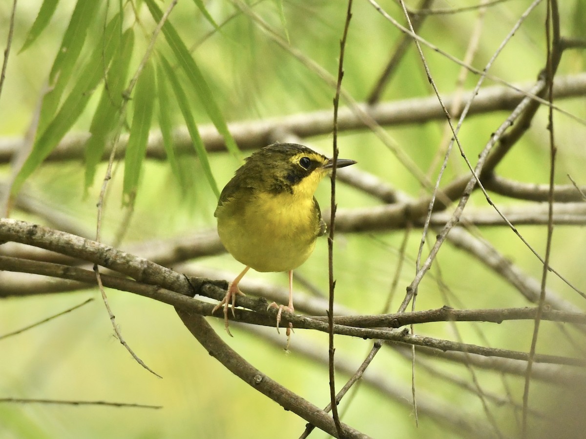 Kentucky Warbler - Kent Kleman