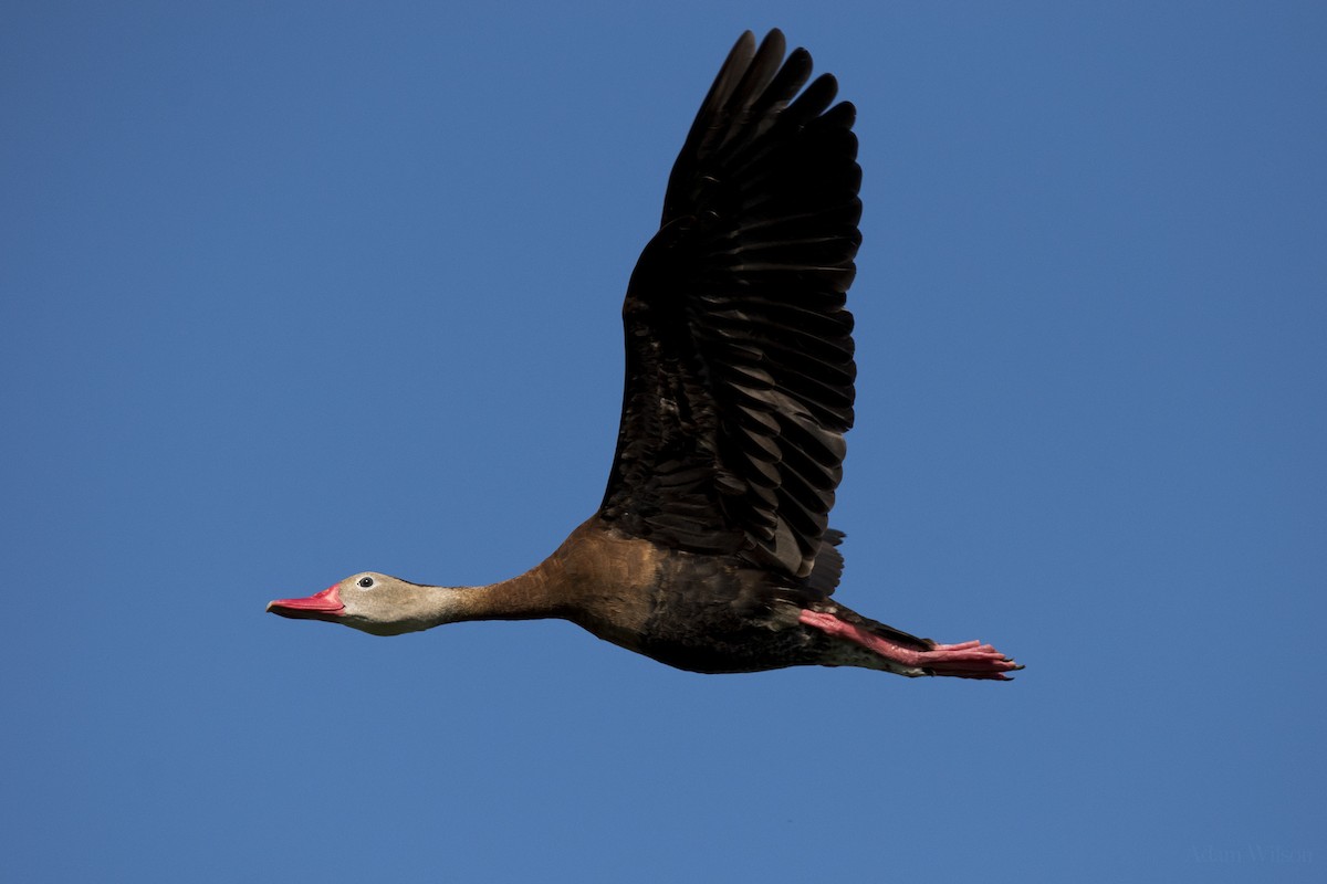 Black-bellied Whistling-Duck - Adam Wilson