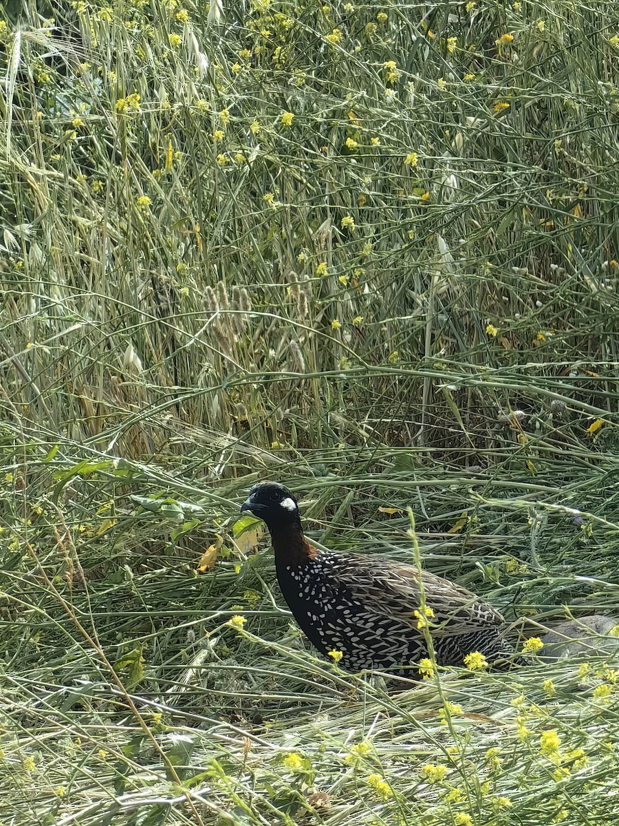 Black Francolin - Ali Çağrı Ulus