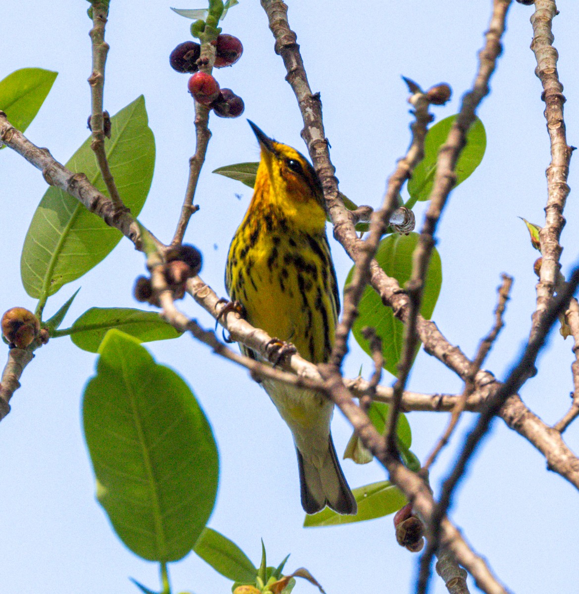 Cape May Warbler - Peter Galvin