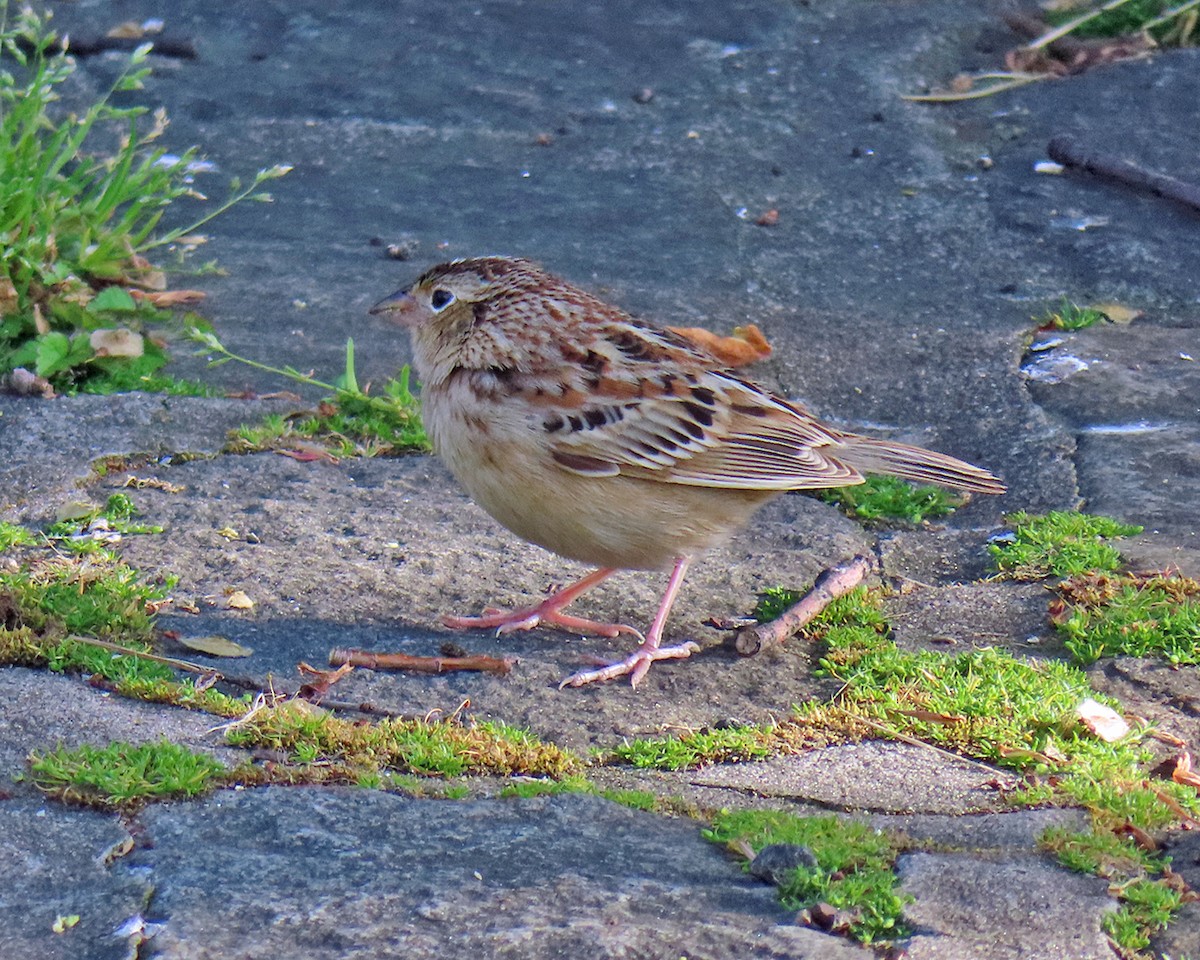 Grasshopper Sparrow - ML618287741