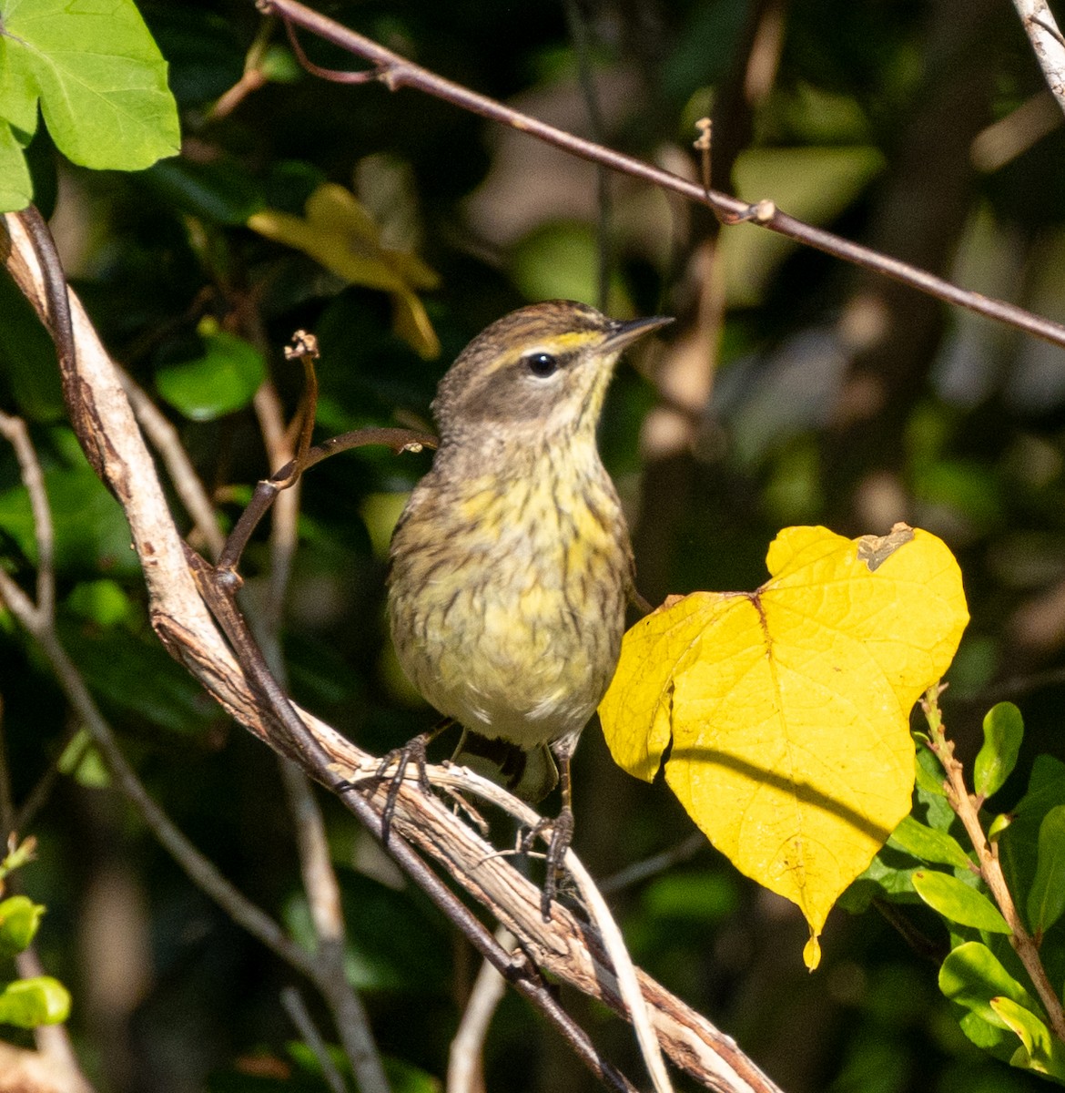 Palm Warbler - Peter Galvin