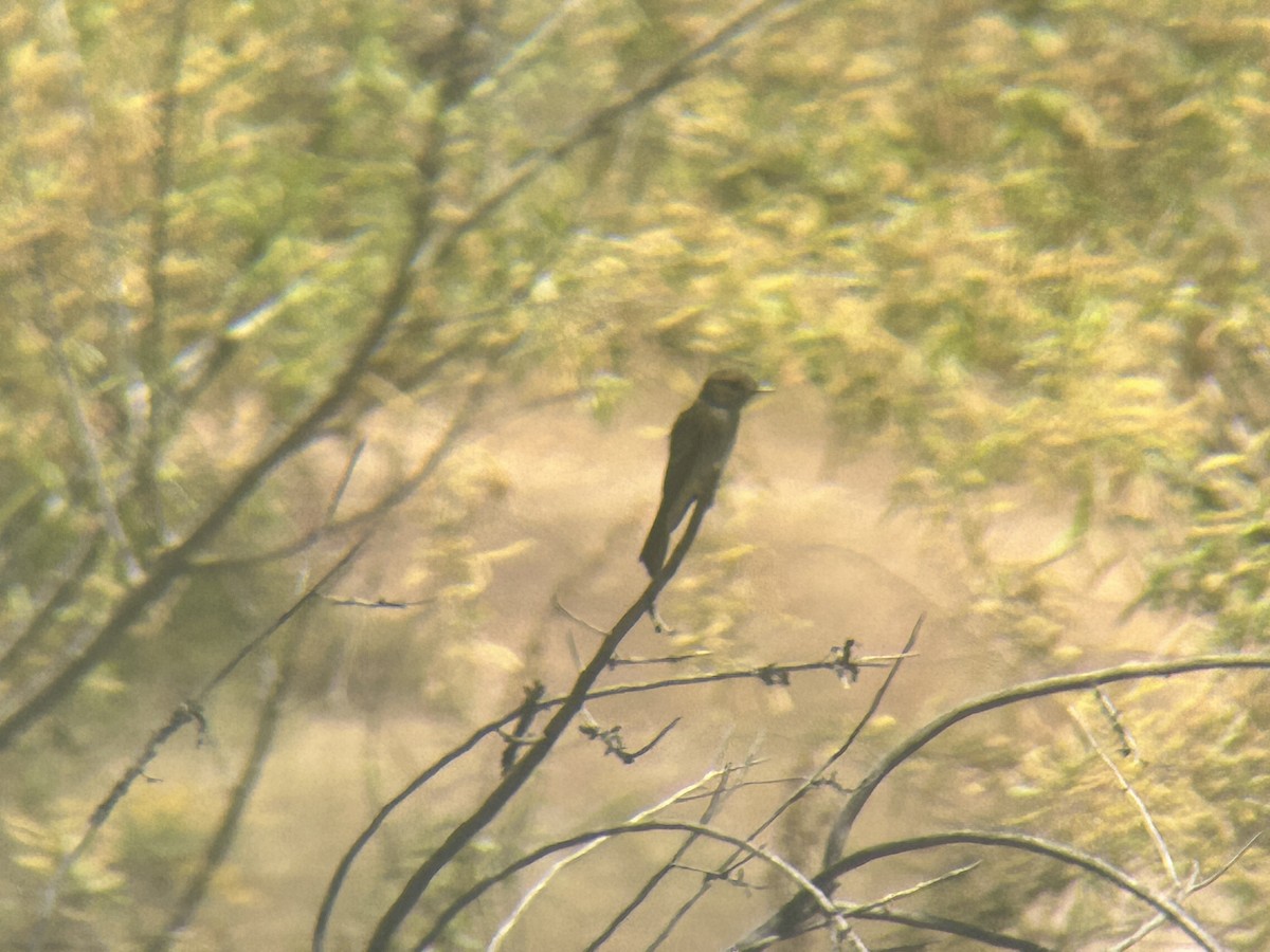 Empidonax sp. - Johanna Alpert