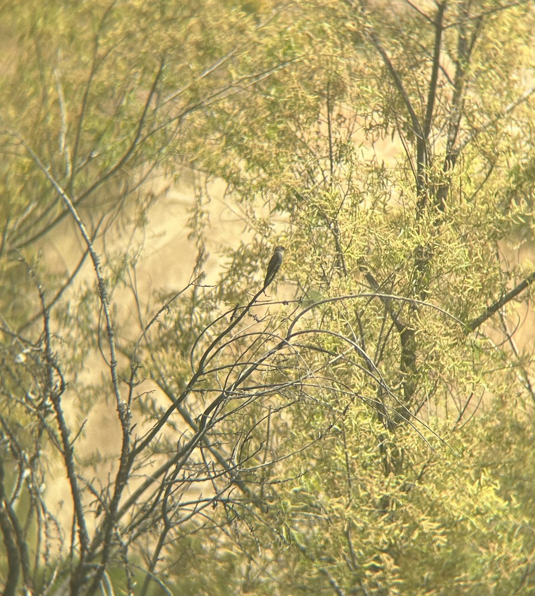 Mosquero sp. (Empidonax sp.) - ML618287761