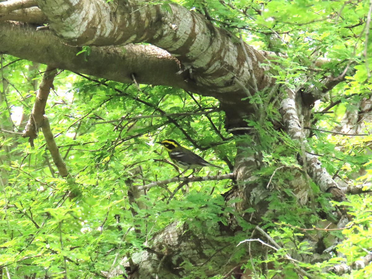 Townsend's Warbler - Alan Morris