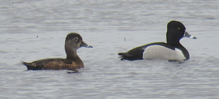 Ring-necked Duck - James Frank