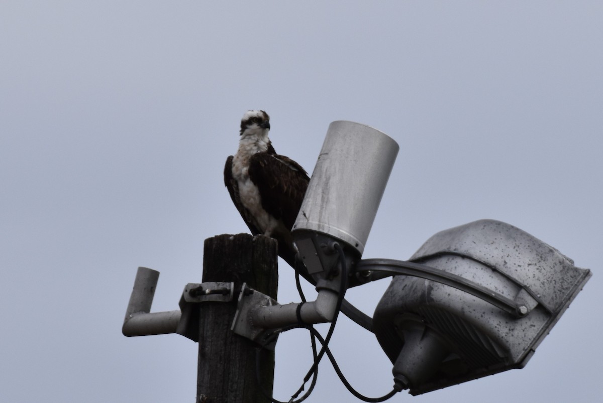 Osprey - Garry Waldram