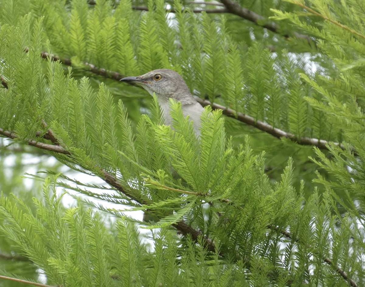 Northern Mockingbird - Joanne "JoJo" Bradbury