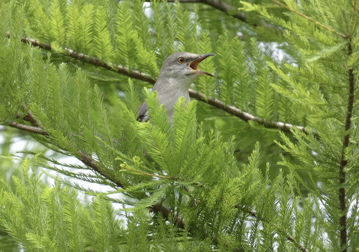 Northern Mockingbird - Joanne "JoJo" Bradbury