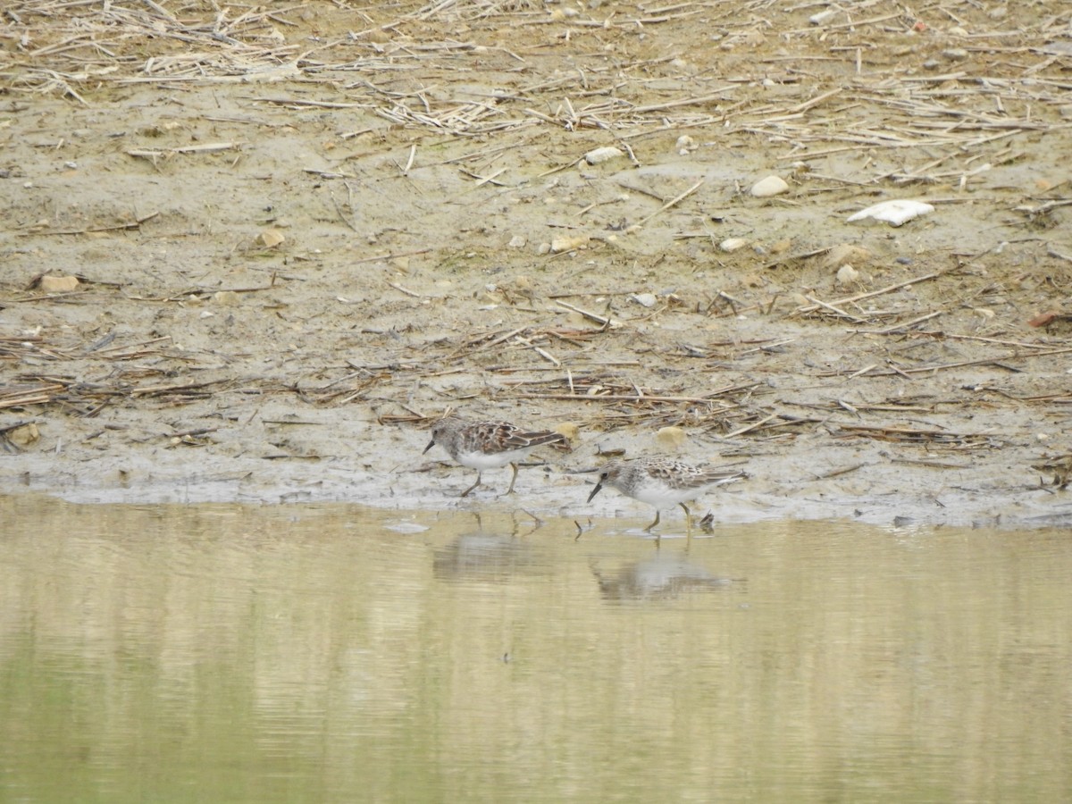 Least Sandpiper - Ron Marek