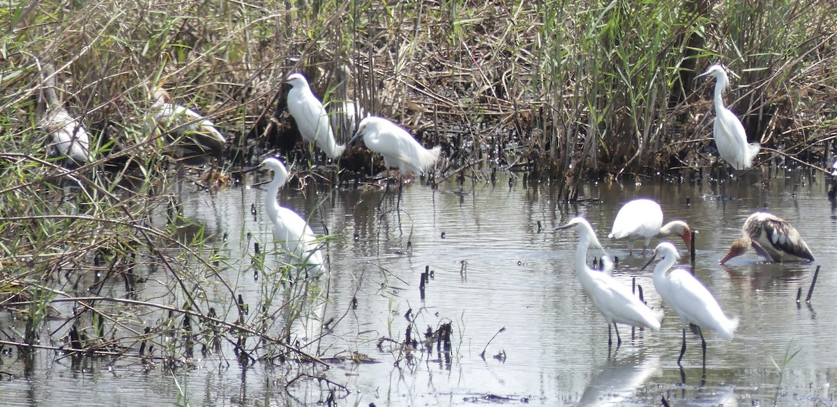 Snowy Egret - ML618287785