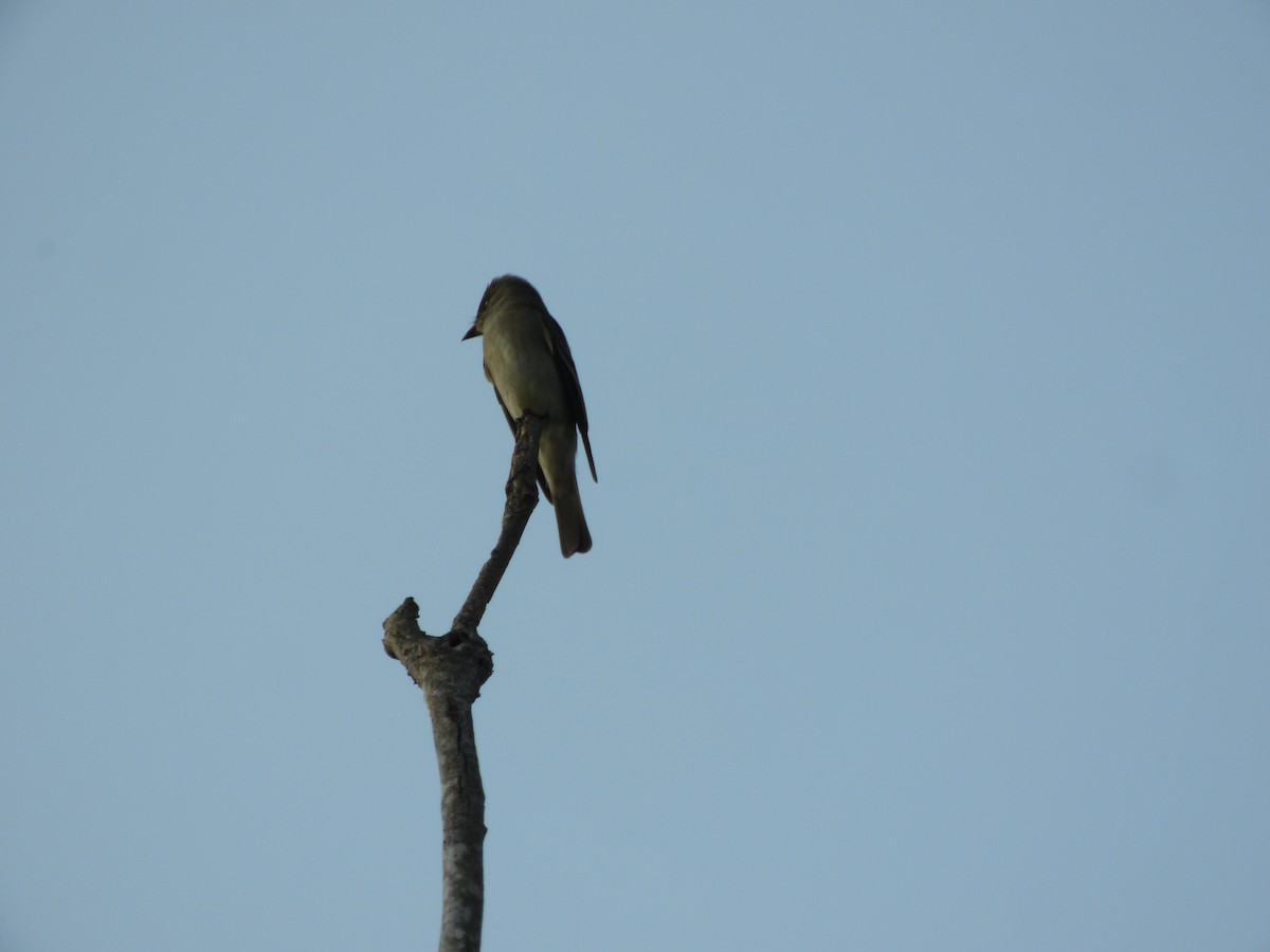 pewee sp. (Contopus sp.) - Gerardo de Jasús Cartas Heredia