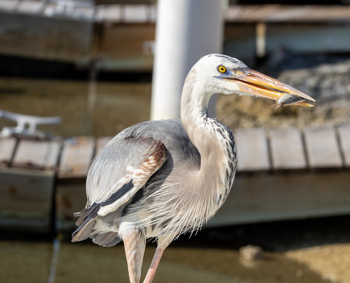 Great Blue Heron (Wurdemann's) - ML618287829