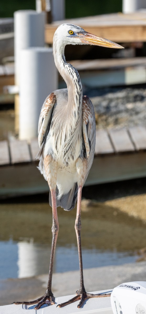 Great Blue Heron (Wurdemann's) - ML618287830