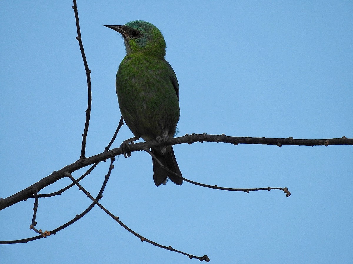 Blue Dacnis - Leonardo Bordin