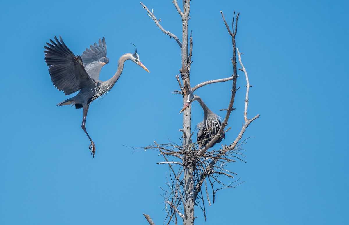 Great Blue Heron - Sandy Podulka