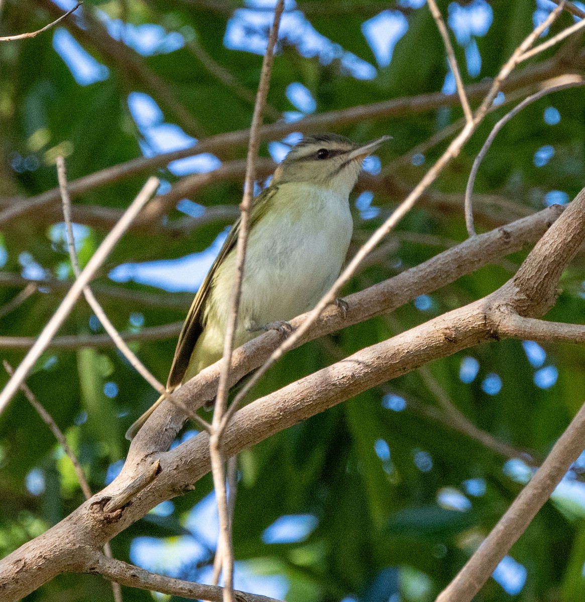 Black-whiskered Vireo - Peter Galvin