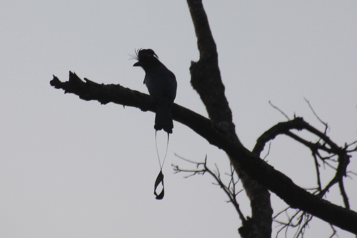 Greater Racket-tailed Drongo - ML61828791