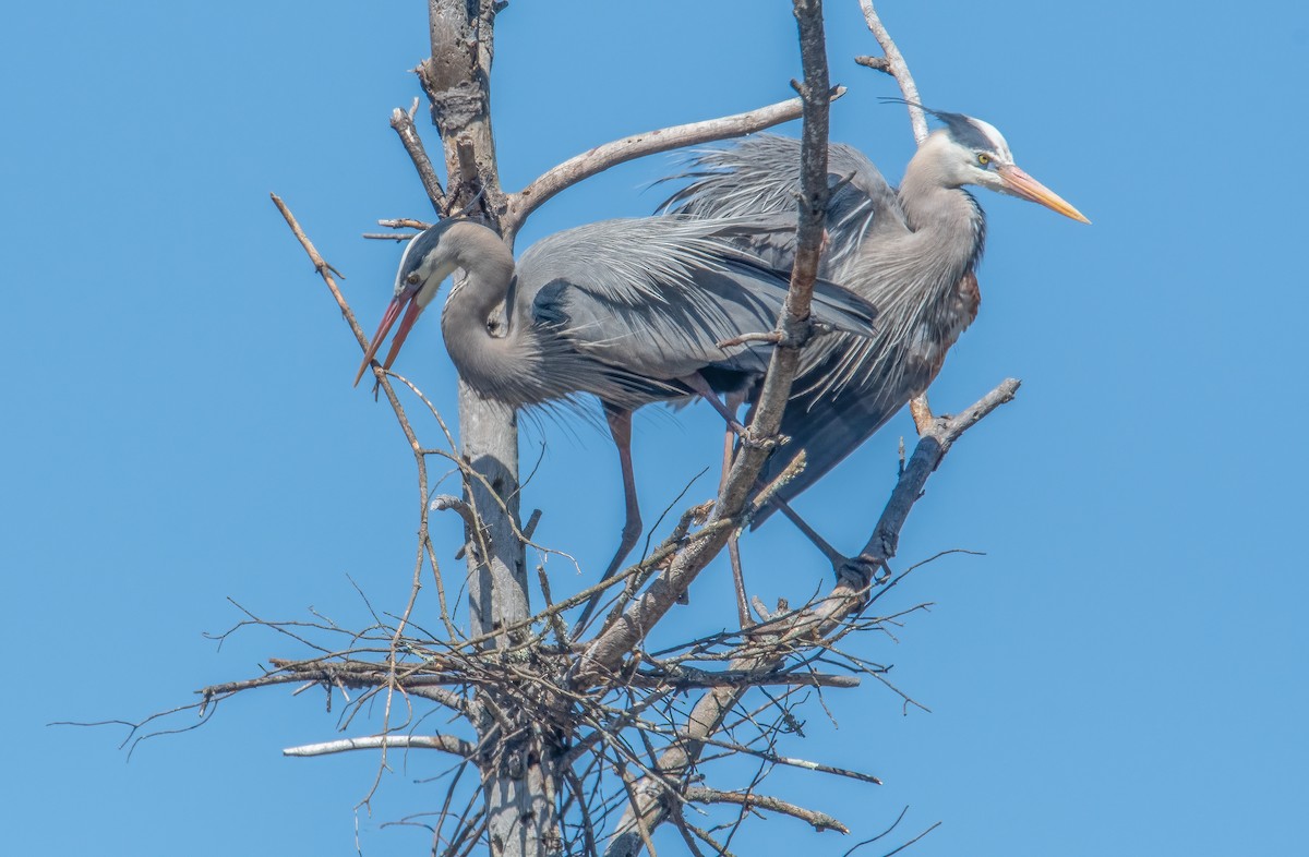 Great Blue Heron - Sandy Podulka