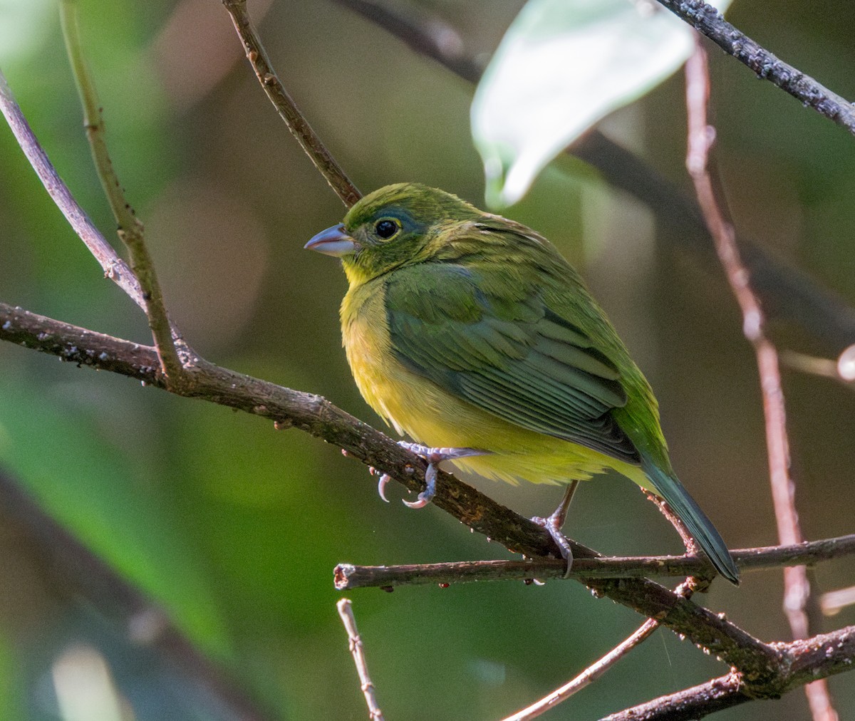 Painted Bunting - Peter Galvin