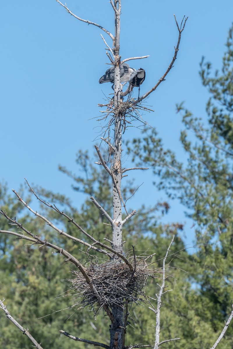 Great Blue Heron - Sandy Podulka