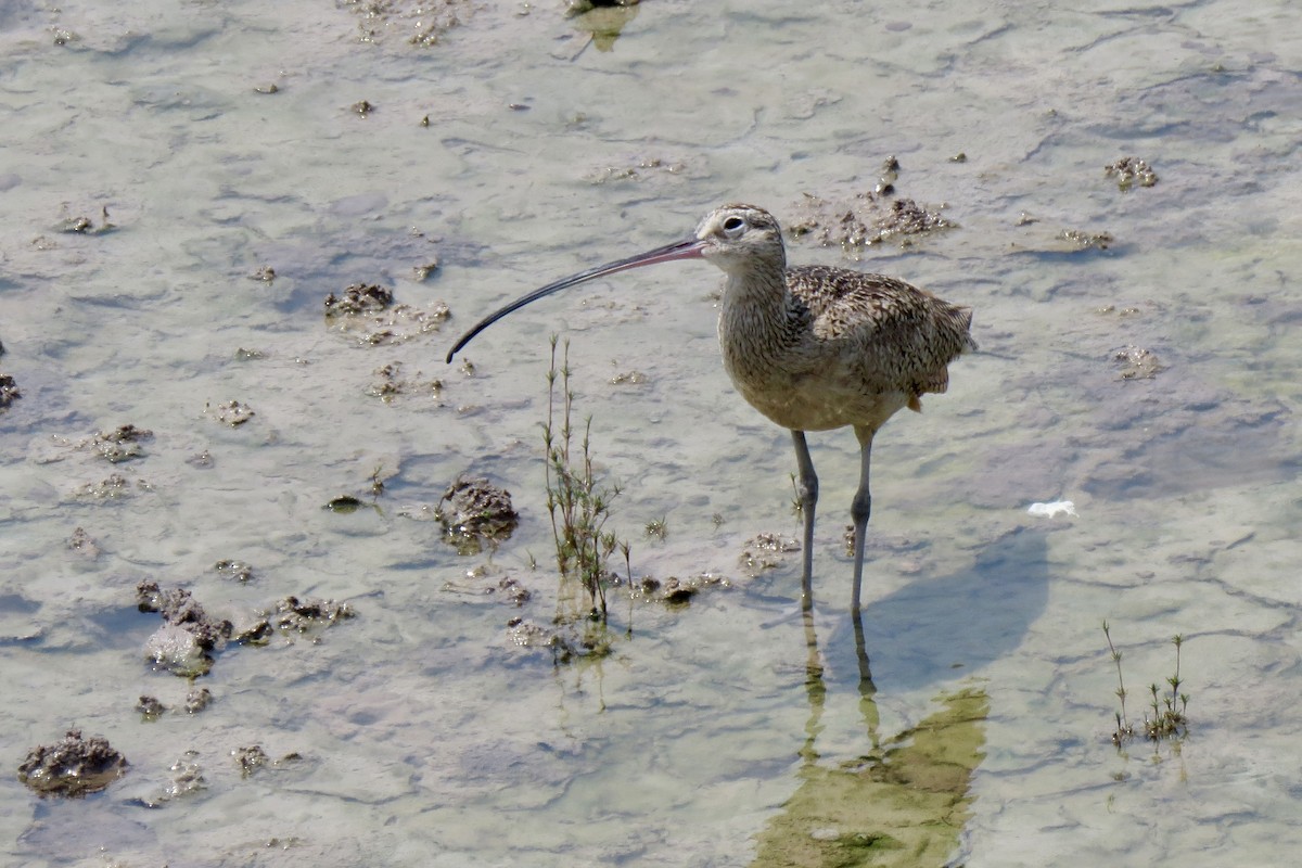 Long-billed Curlew - Nancy Clogston