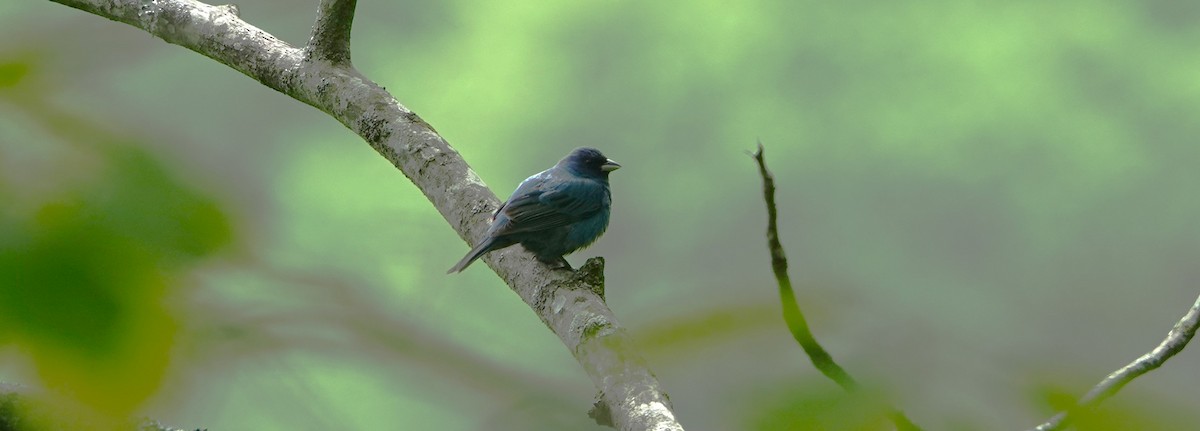 Indigo Bunting - Brian Carlson