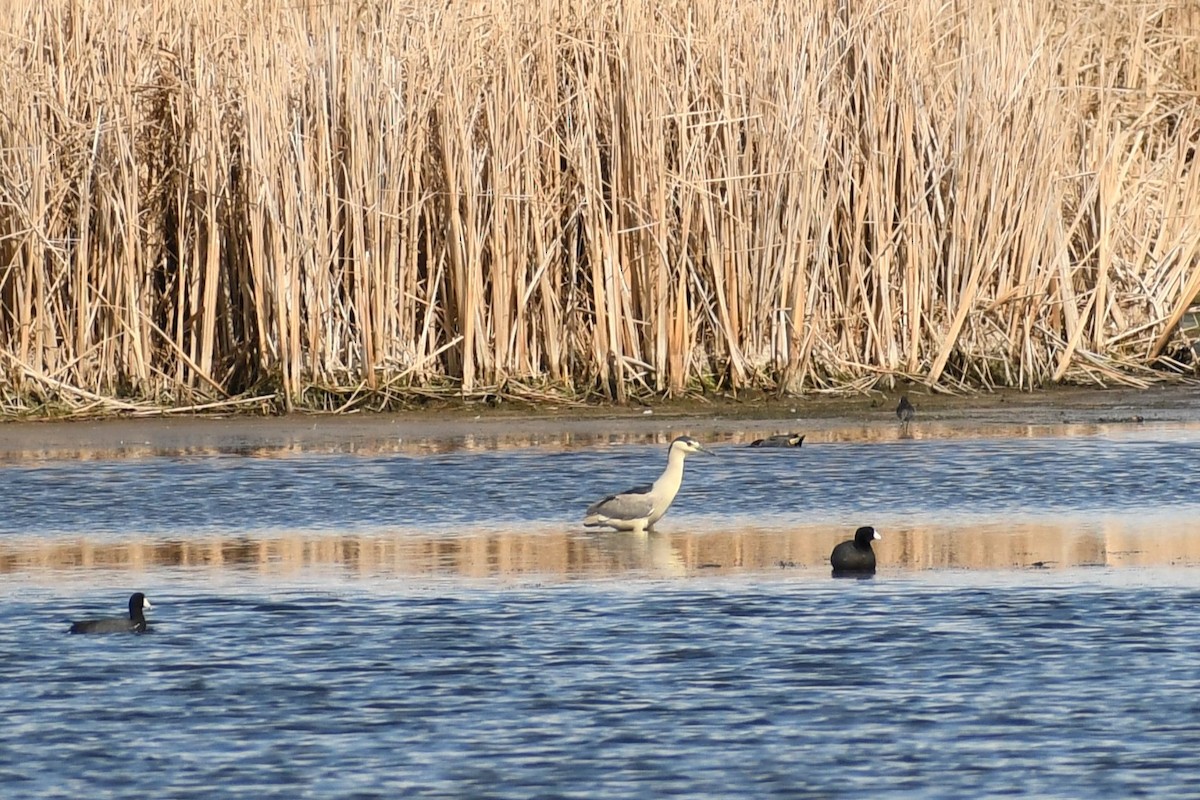 Black-crowned Night Heron - Ashley McKittrick