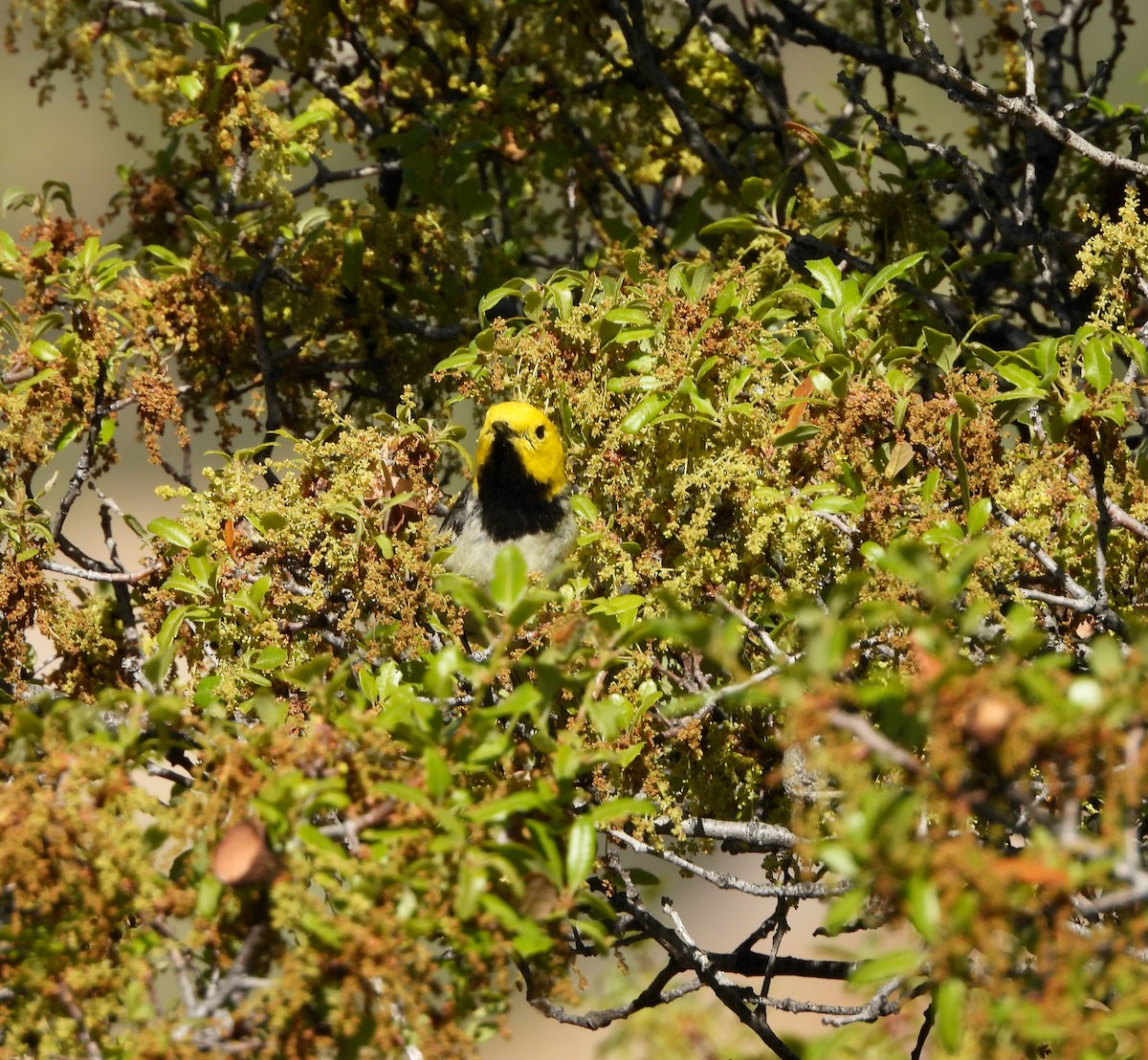 Hermit Warbler - Michelle Haglund