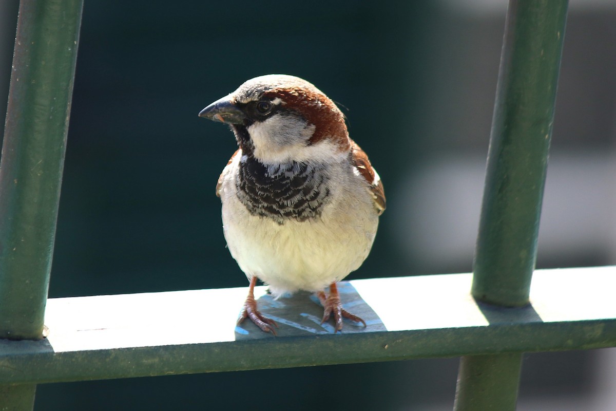 House Sparrow - Anelisa  Magalhães