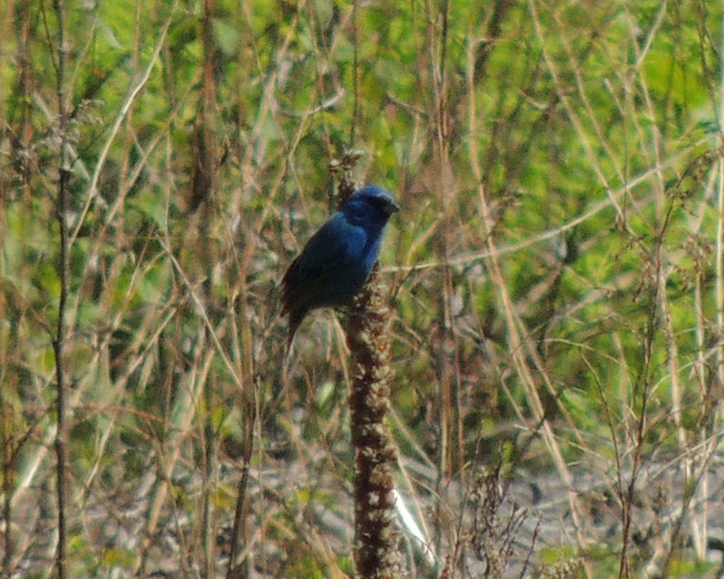 Indigo Bunting - James Harding