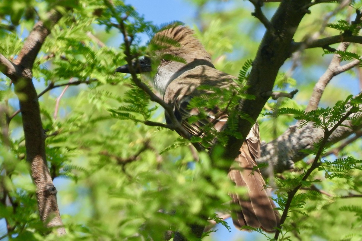 Brown-crested Flycatcher - Francisco Valdes