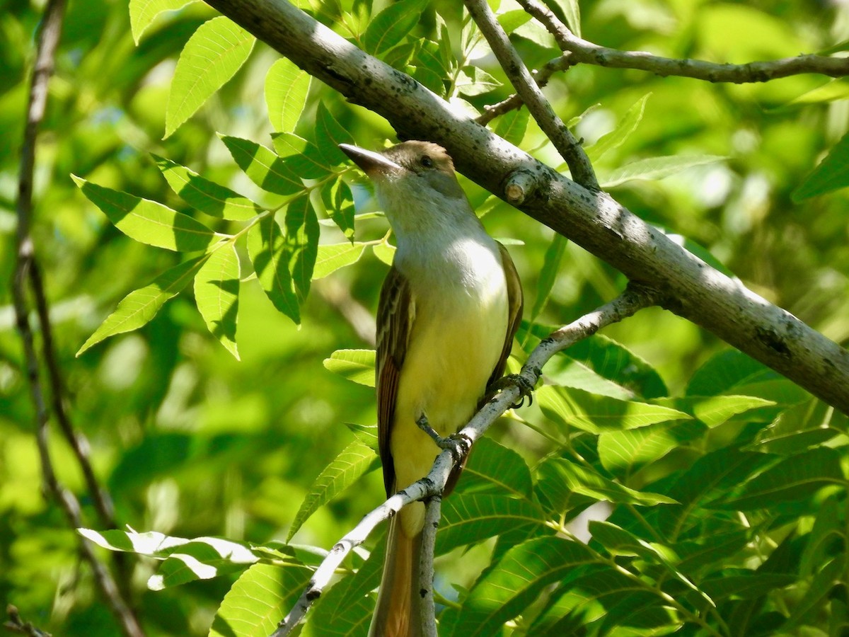 Brown-crested Flycatcher - Francisco Valdes