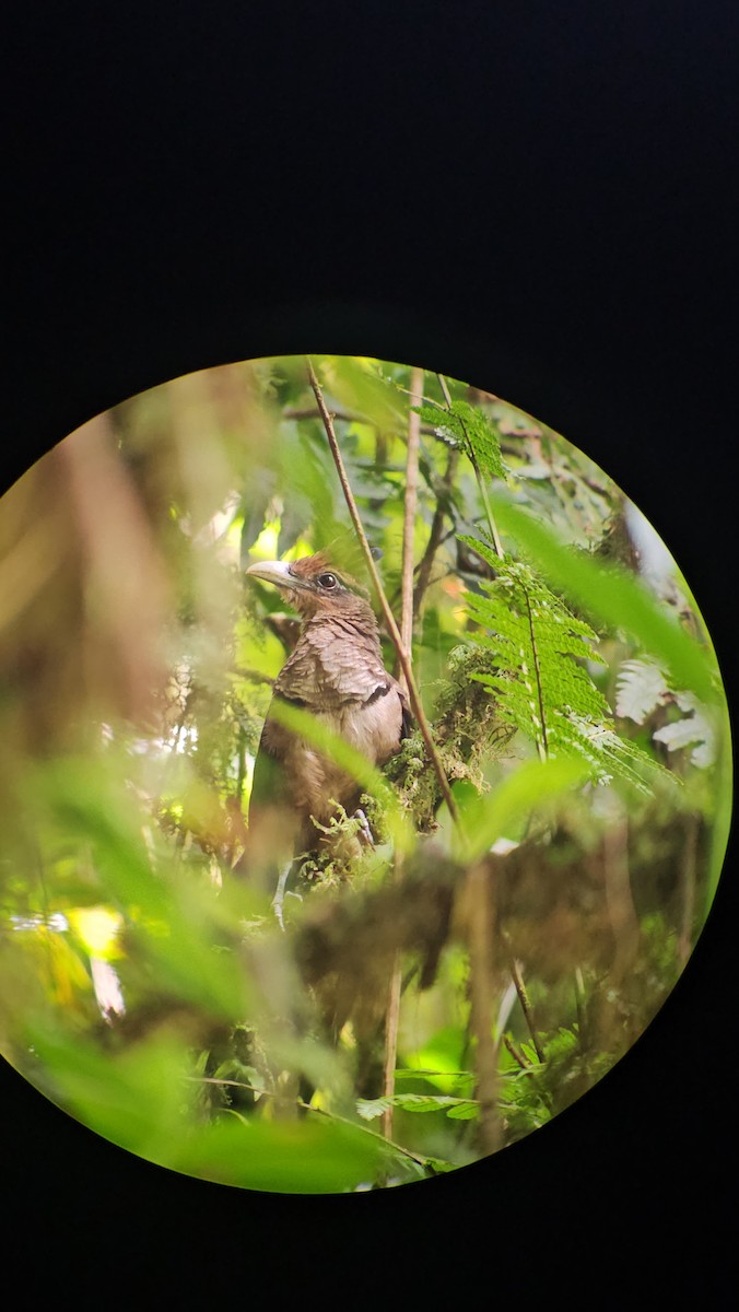 Rufous-vented Ground-Cuckoo - Danny J Alvarado S